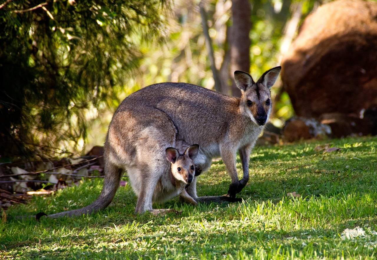 wallabies-411548_1280 wallabies 411548 1280